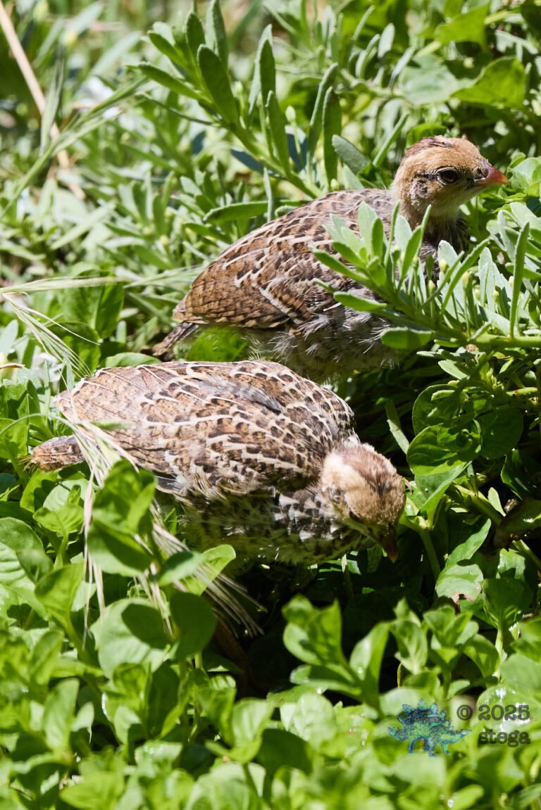 California Quail