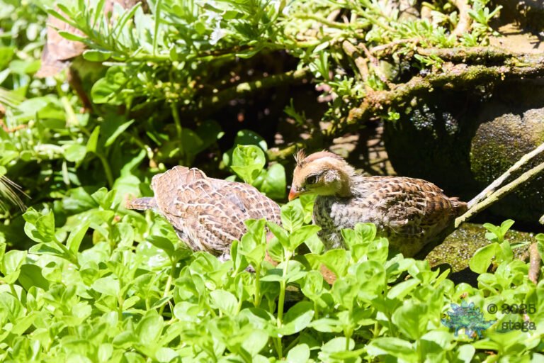 California Quail