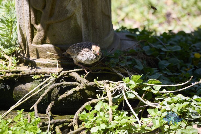 California Quail