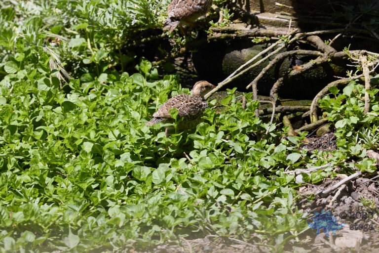 California Quail