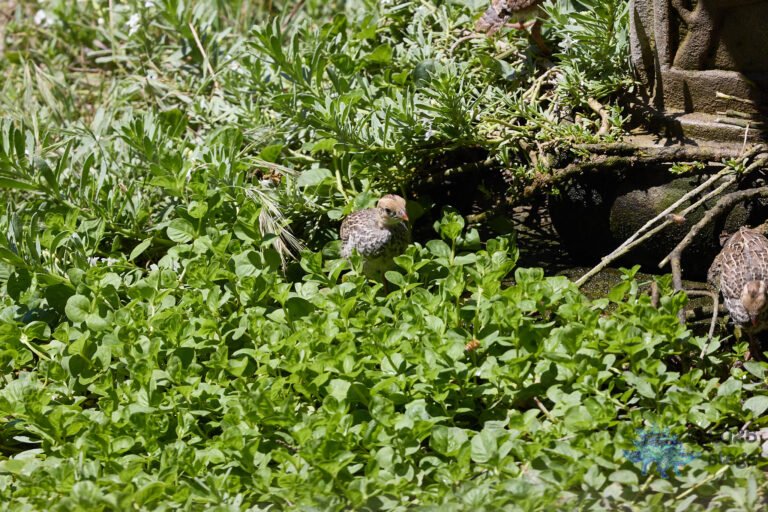 California Quail
