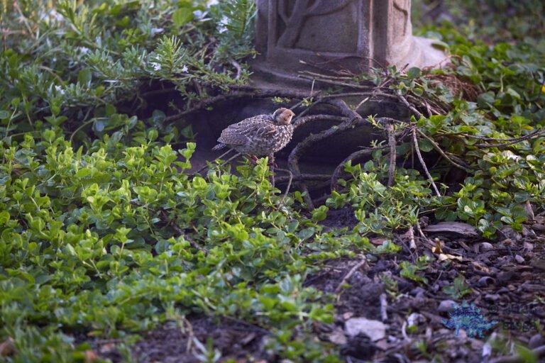 California Quail