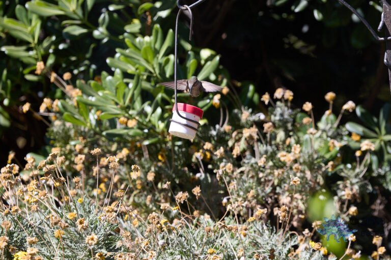 Anna’s Hummingbird