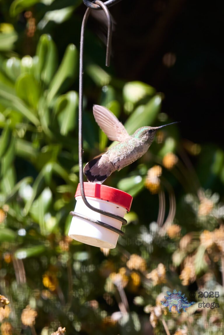 Anna’s Hummingbird