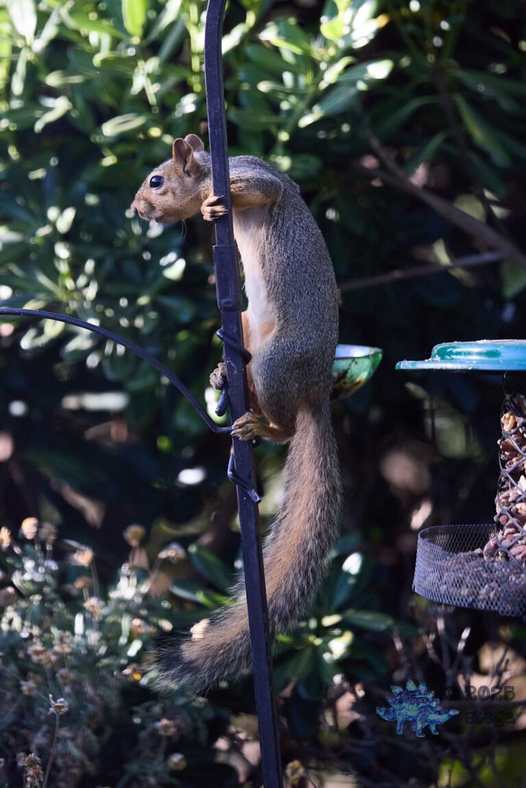 Fox Squirrel