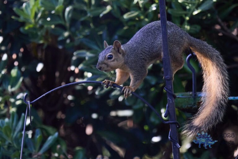 Fox Squirrel