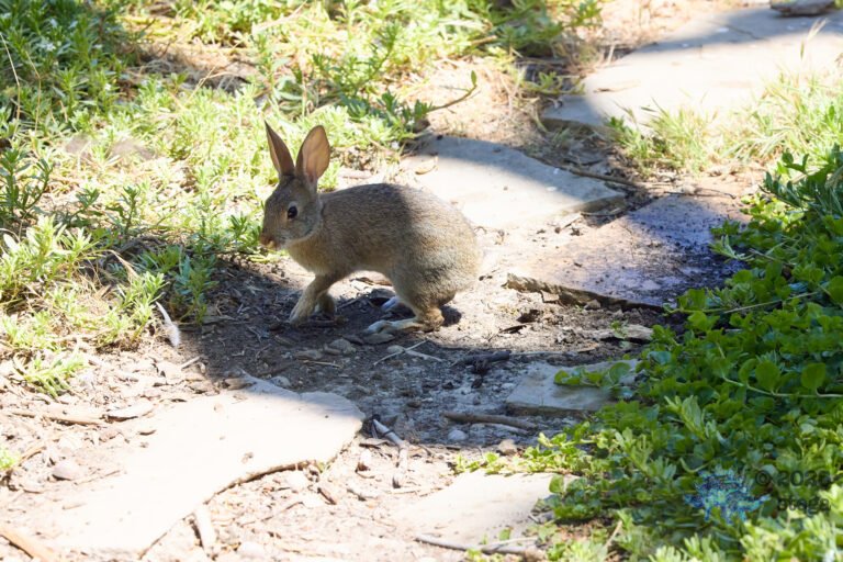Hare