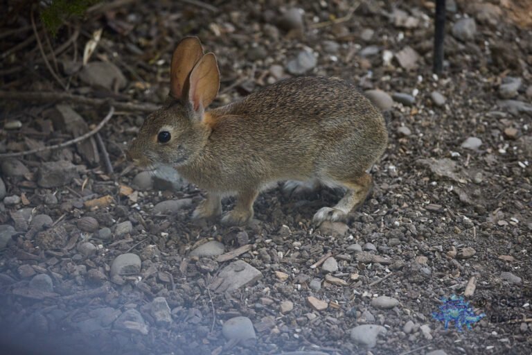 Hare