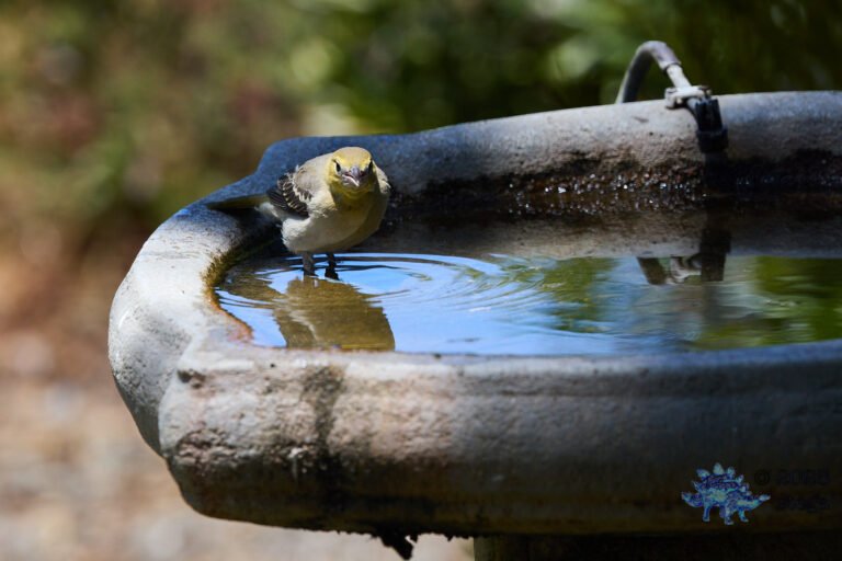 Bullock’s Oriole