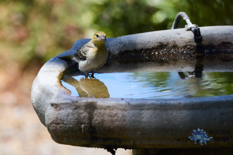 Bullock’s Oriole