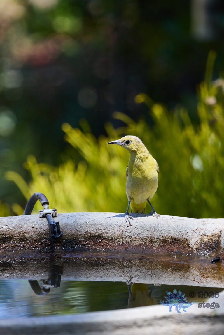 Hooded Oriole