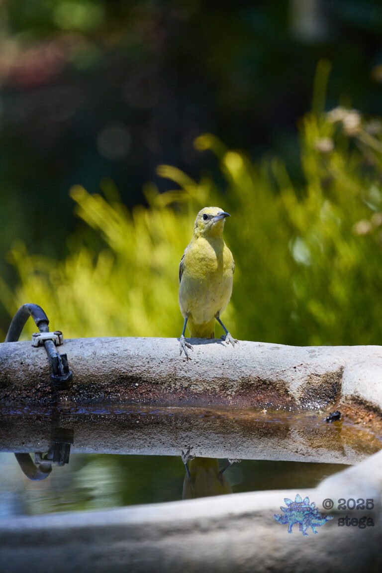 Hooded Oriole