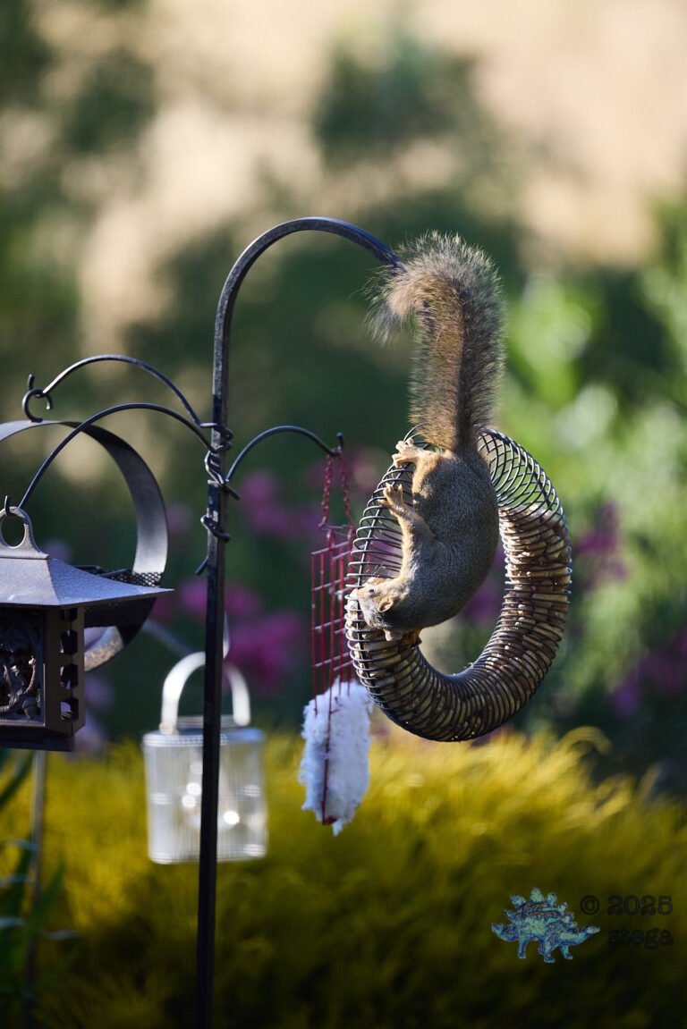 Fox Squirrel