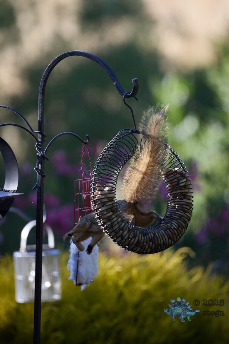 Fox Squirrel