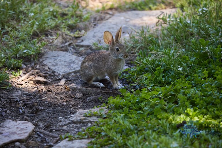 Hare