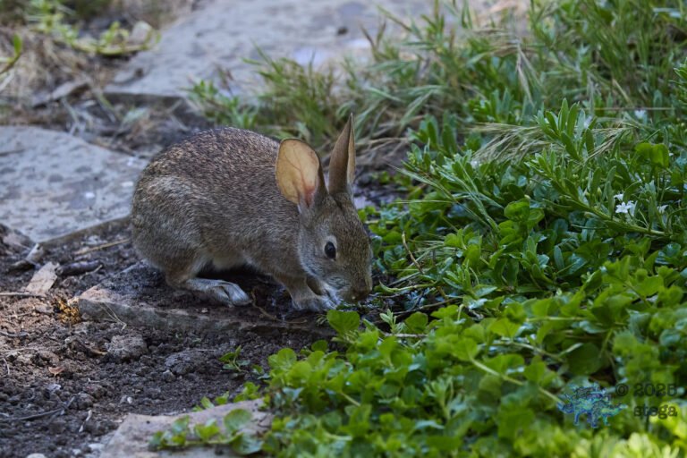 Hare