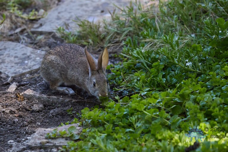 Hare