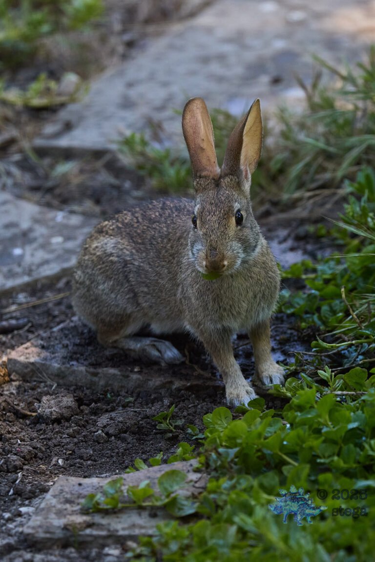 Hare