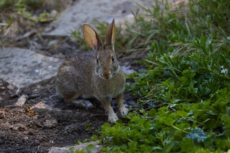Hare