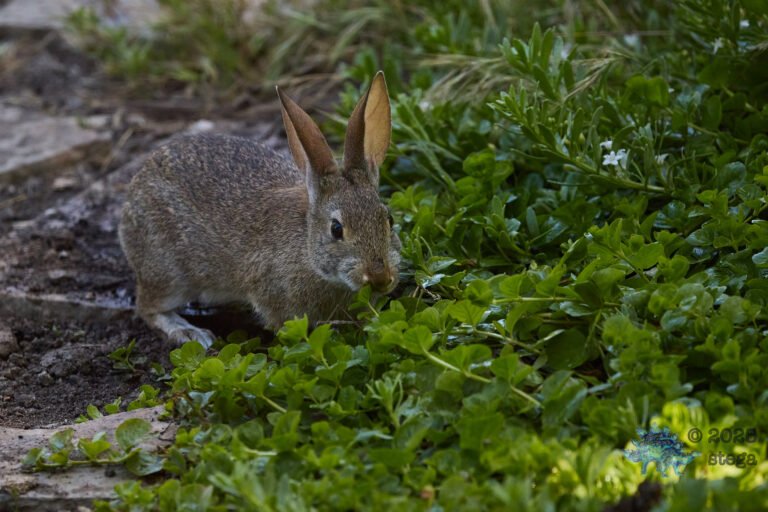 Hare
