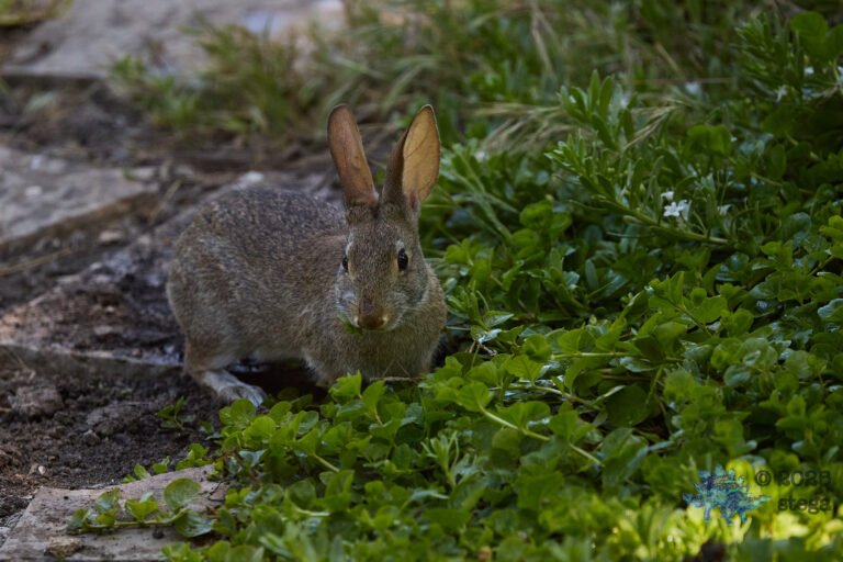 Hare