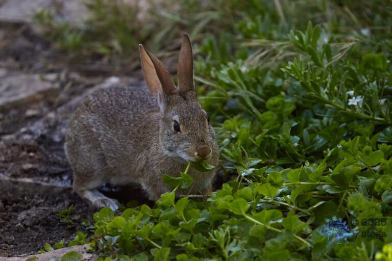 Hare