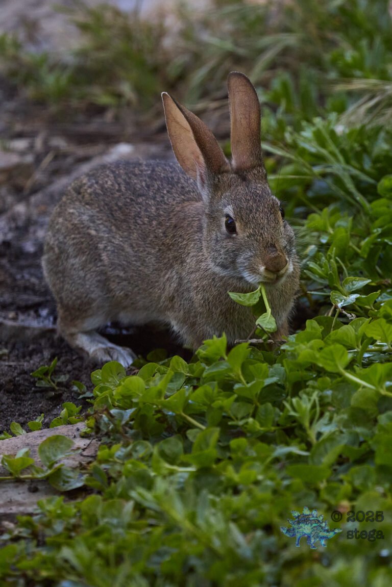 Hare