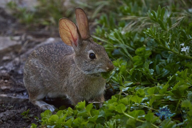 Hare