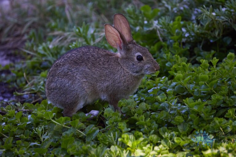 Hare