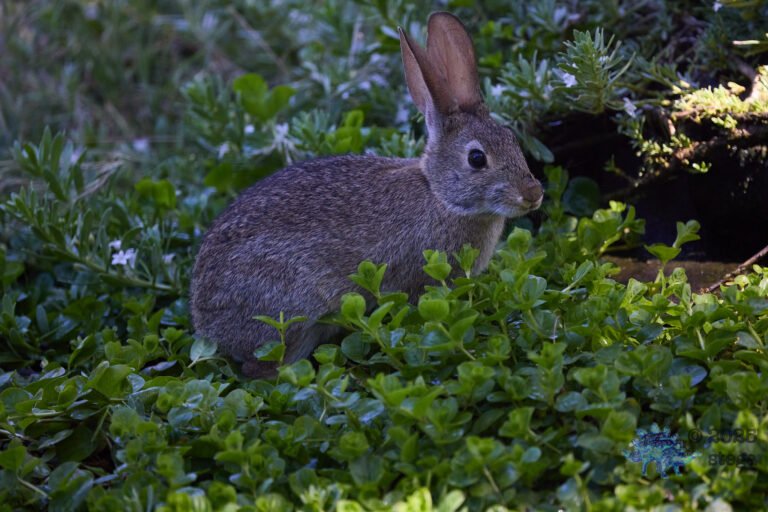 Hare