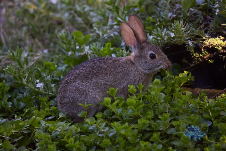 Hare