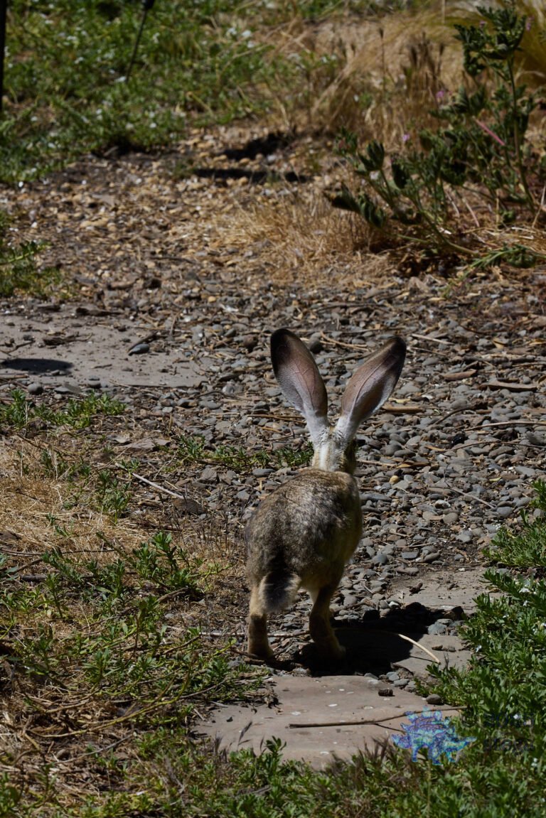 Hare