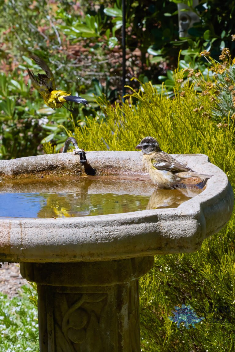 Black-headed Grosbeak