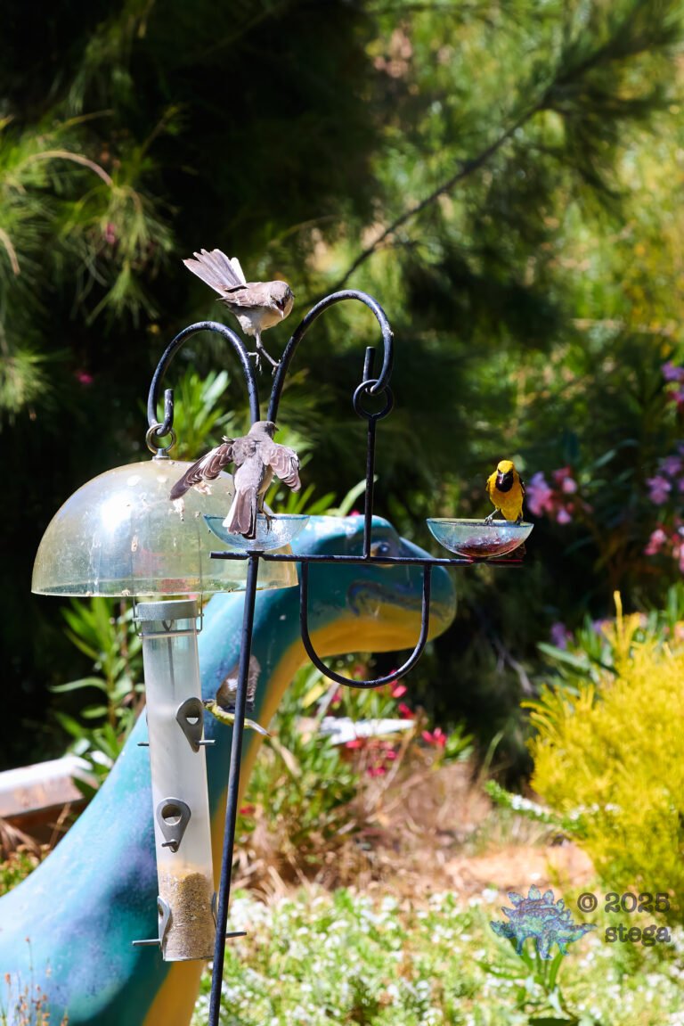 Hooded Oriole, Northern Mockingbird