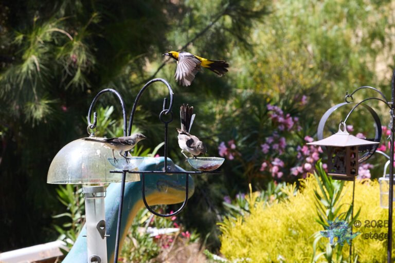 Hooded Oriole, Northern Mockingbird