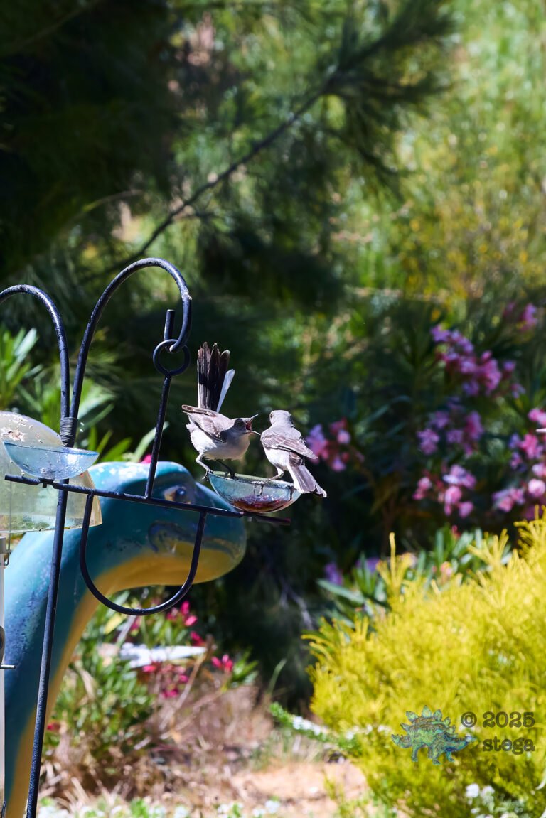 Northern Mockingbird