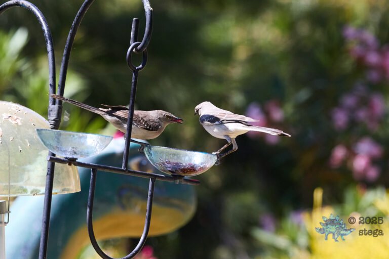 Northern Mockingbird
