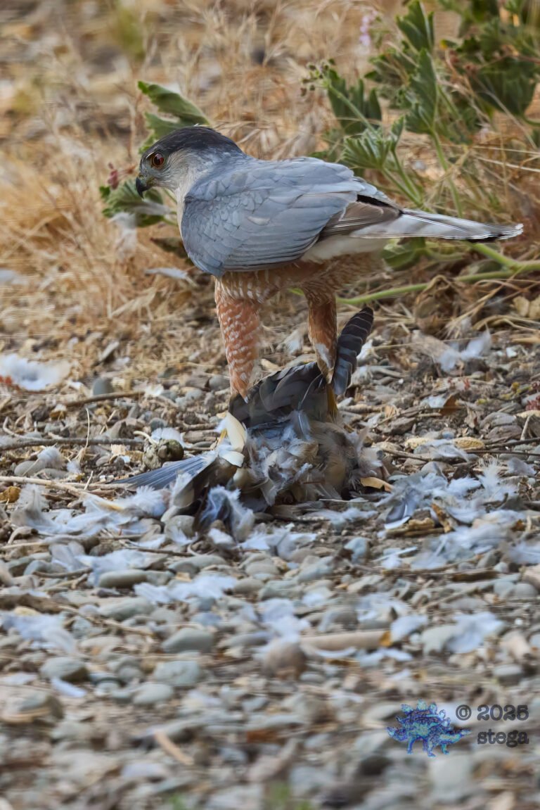 Cooper’s Hawk, Mourning Dove