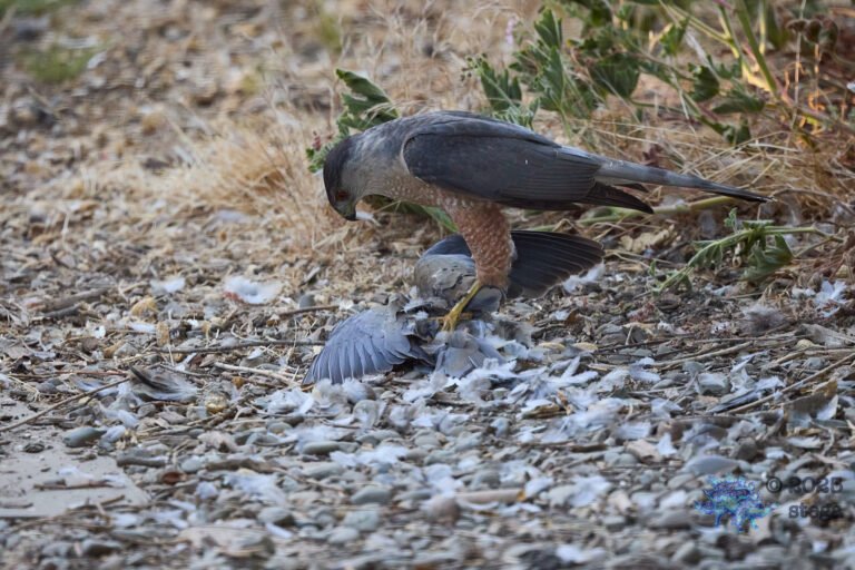 Cooper’s Hawk, Mourning Dove