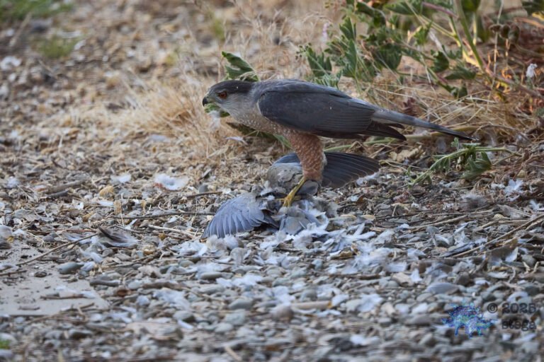 Cooper’s Hawk, Mourning Dove