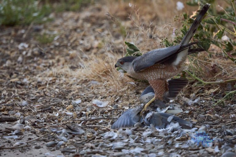 Cooper’s Hawk, Mourning Dove