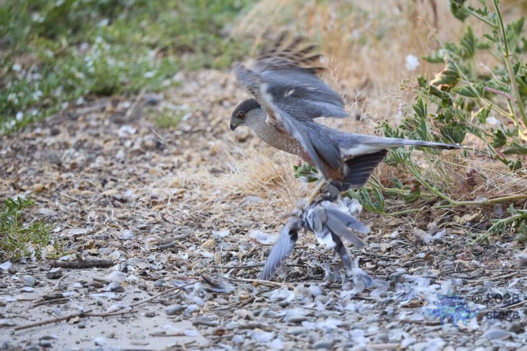 Cooper’s Hawk, Mourning Dove