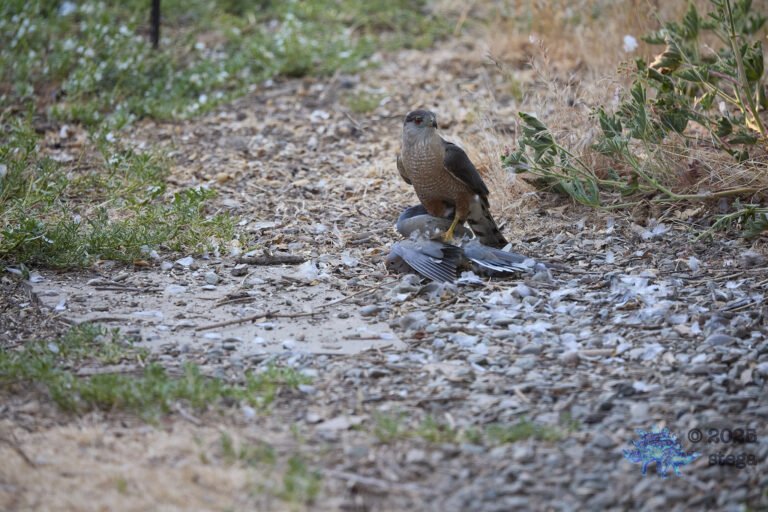 Cooper’s Hawk, Mourning Dove
