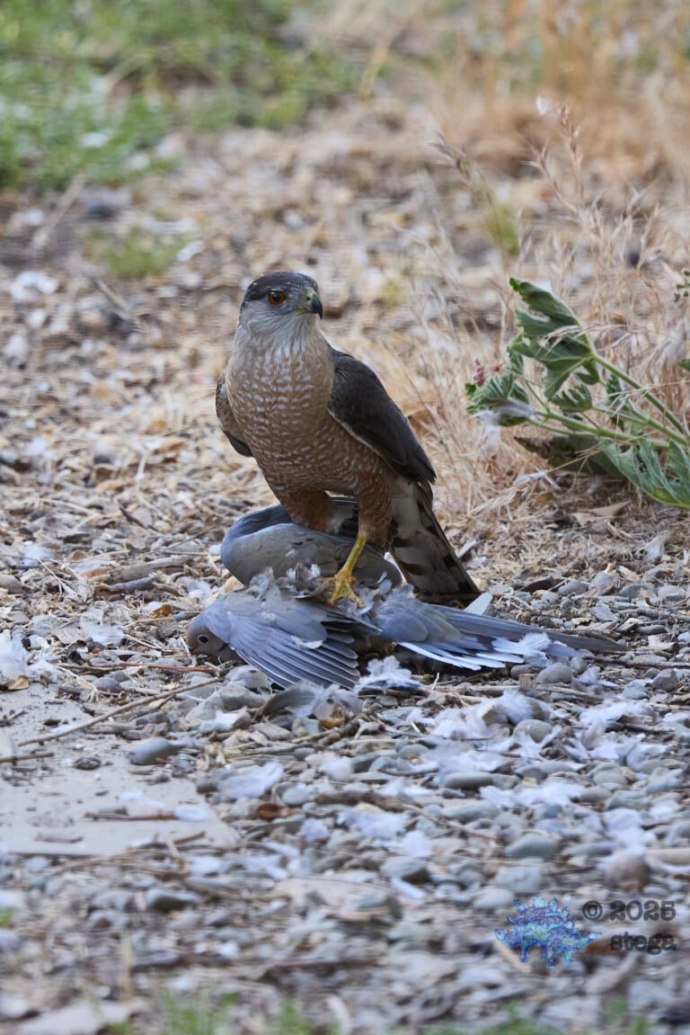 Cooper’s Hawk, Mourning Dove