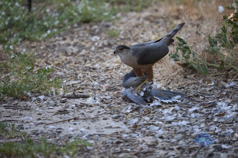 Cooper’s Hawk, Mourning Dove