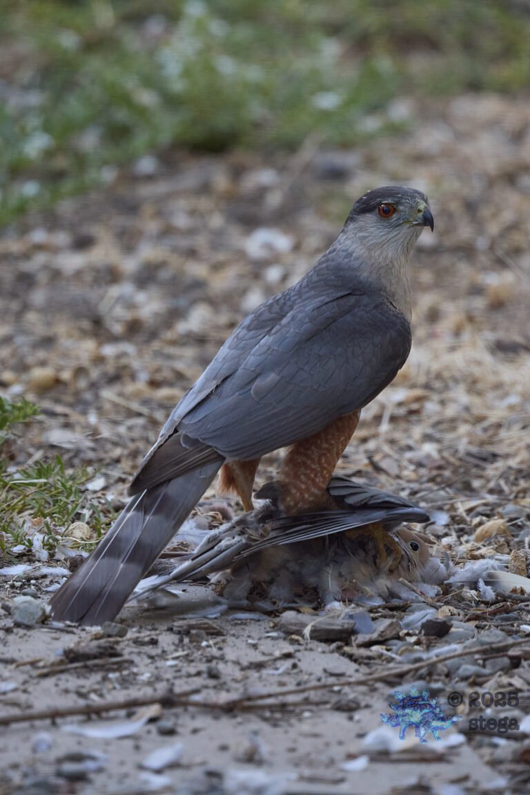 Cooper’s Hawk, Mourning Dove