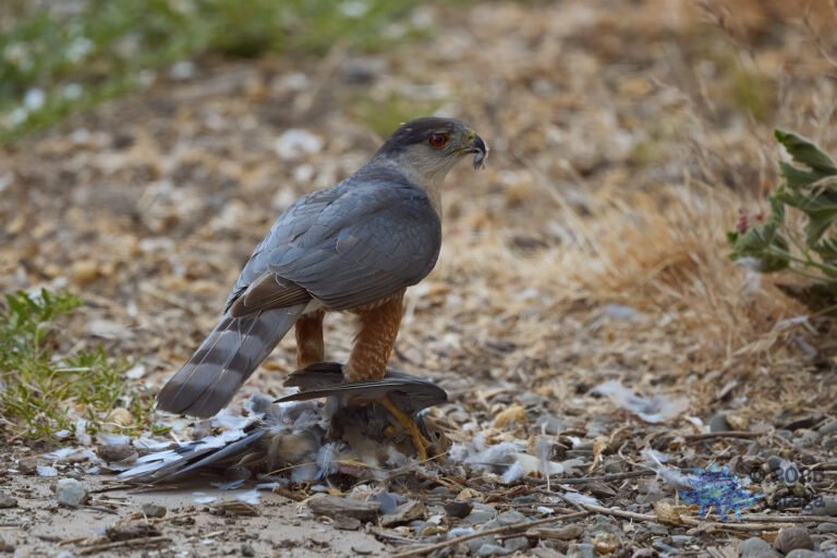 Cooper’s Hawk, Mourning Dove