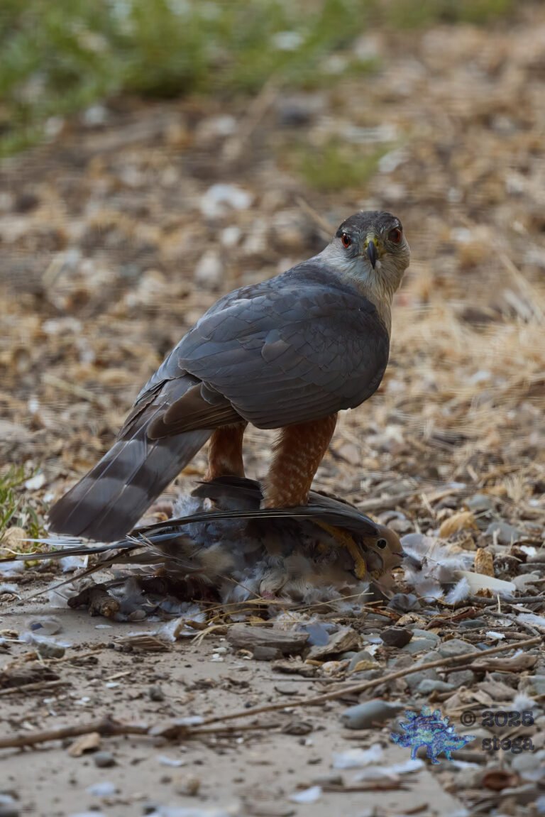 Cooper’s Hawk, Mourning Dove