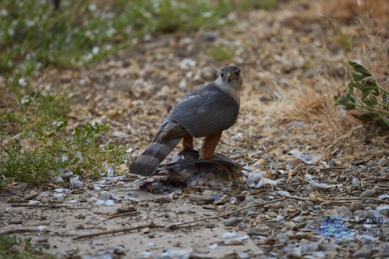 Cooper’s Hawk, Mourning Dove