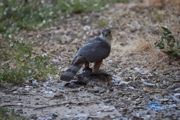 Cooper’s Hawk, Mourning Dove